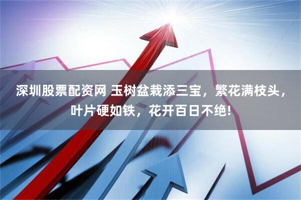 深圳股票配资网 玉树盆栽添三宝，繁花满枝头，叶片硬如铁，花开百日不绝!
